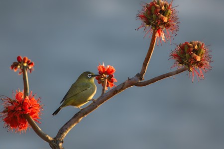 Animal, Beak, Bee Eater, Bird, Branch, Colorful, Finch, Flower, Flowers, Nature, Nature photography, Photography, Plant, Pollen, Tree branch, Wildlife, Wildlife photography